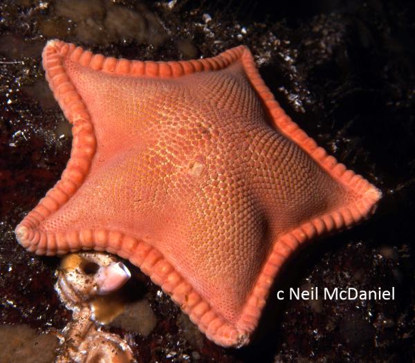 Photo of Ceramaster patagonicus by <a href="http://www.seastarsofthepacificnorthwest.info/">Neil McDaniel</a>
